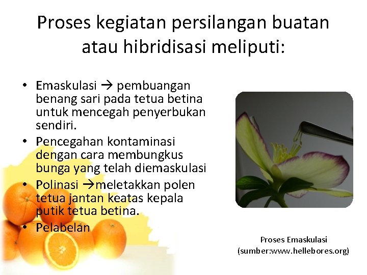 Proses kegiatan persilangan buatan atau hibridisasi meliputi: • Emaskulasi pembuangan benang sari pada tetua