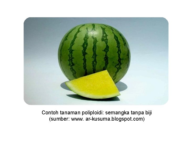 Contoh tanaman poliploidi: semangka tanpa biji (sumber: www. ar-kusuma. blogspot. com) 