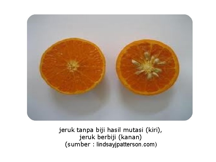 jeruk tanpa biji hasil mutasi (kiri), jeruk berbiji (kanan) (sumber : lindsayjpatterson. com) 