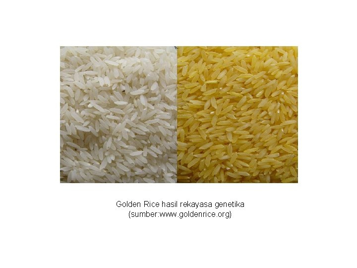 Golden Rice hasil rekayasa genetika (sumber: www. goldenrice. org) 