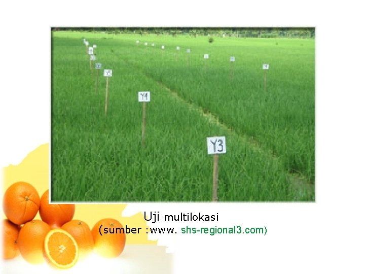 Uji multilokasi (sumber : www. shs-regional 3. com) 