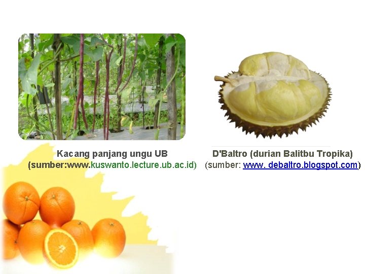 Kacang panjang ungu UB D'Baltro (durian Balitbu Tropika) (sumber: www. kuswanto. lecture. ub. ac.