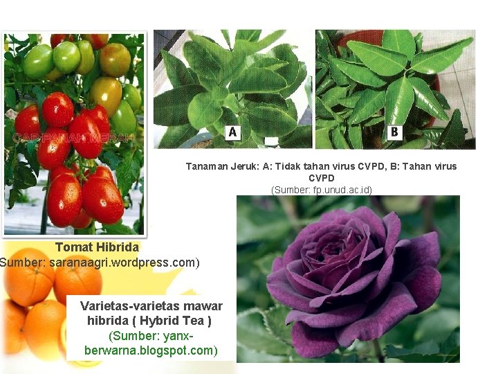 Tanaman Jeruk: A: Tidak tahan virus CVPD, B: Tahan virus CVPD (Sumber: fp. unud.