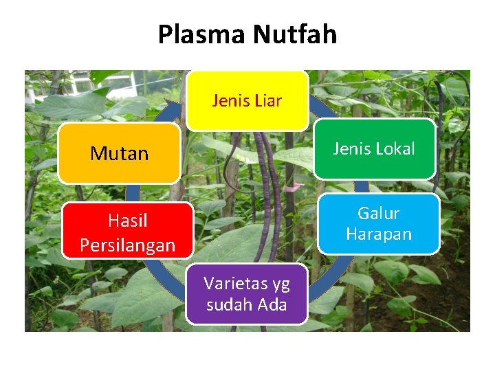 Plasma Nutfah Jenis Liar Jenis Lokal Mutan Galur Harapan Hasil Persilangan Varietas yg sudah
