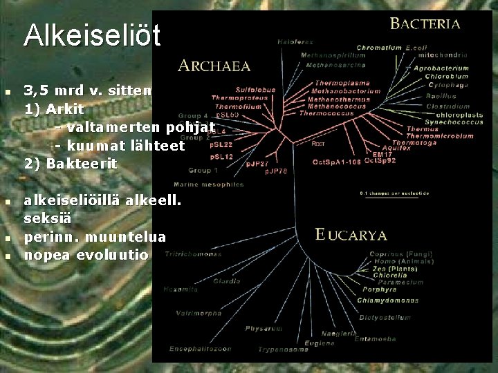 Alkeiseliöt n n 3, 5 mrd v. sitten 1) Arkit - valtamerten pohjat -