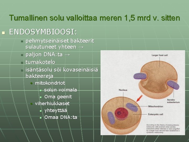 Tumallinen solu valloittaa meren 1, 5 mrd v. sitten n ENDOSYMBIOOSI: n n pehmytseinäiset