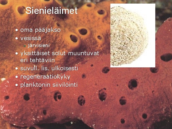 Sienieläimet • oma pääjakso • vesissä n järvisieni • yksittäiset solut muuntuvat eri tehtäviin