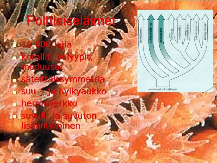 Polttiaiseläimet n n n 10 000 lajia korallit, polyypit, meduusat säteittäissymmetria suu – ja