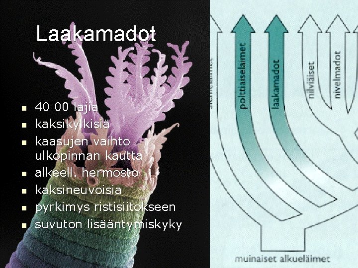 Laakamadot n n n n 40 00 lajia kaksikylkisiä kaasujen vaihto ulkopinnan kautta alkeell.