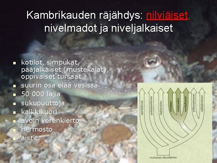 Kambrikauden räjähdys: nilviäiset, nivelmadot ja niveljalkaiset n n n n kotilot, simpukat, pääjalkaiset (mustekalat),