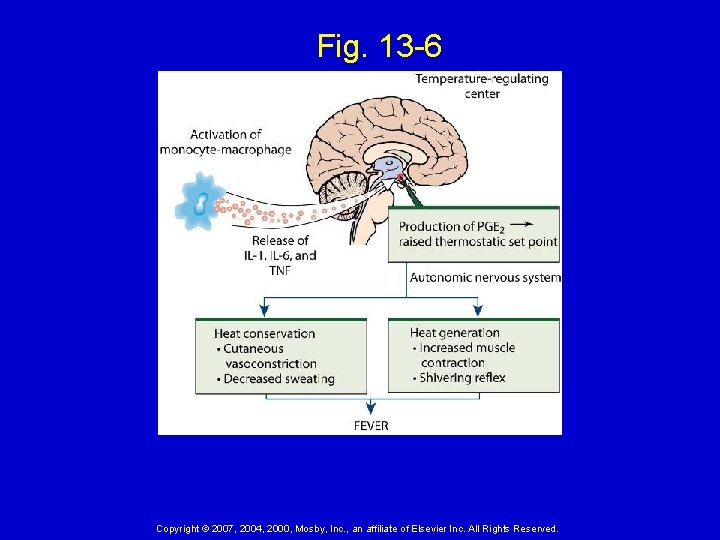 Fig. 13 -6 Copyright © 2007, 2004, 2000, Mosby, Inc. , an affiliate of