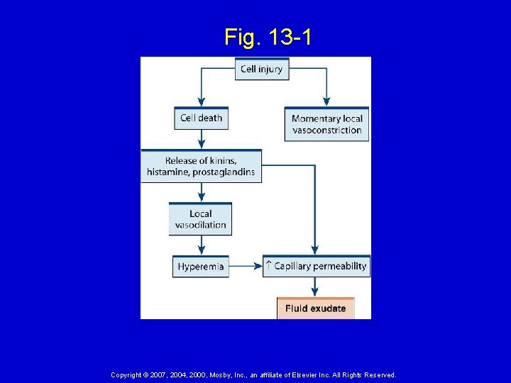 Fig. 13 -1 Copyright © 2007, 2004, 2000, Mosby, Inc. , an affiliate of