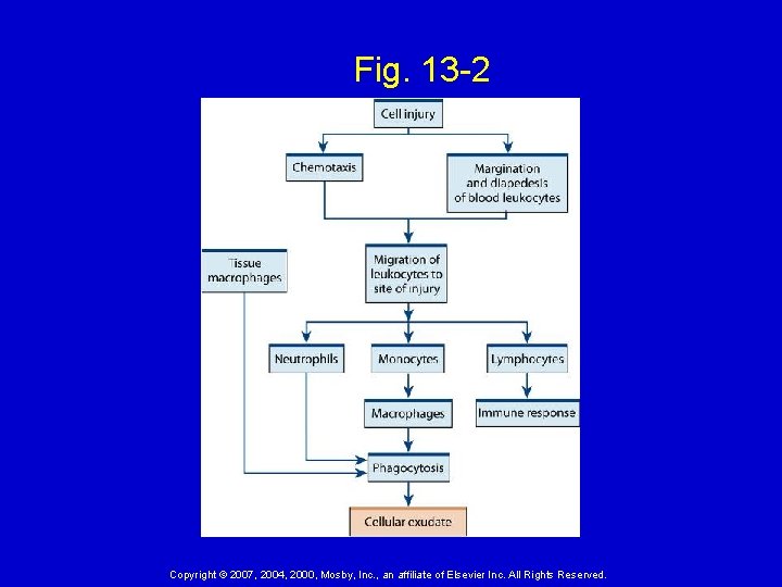 Fig. 13 -2 Copyright © 2007, 2004, 2000, Mosby, Inc. , an affiliate of