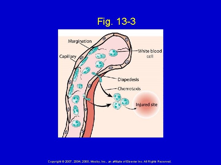 Fig. 13 -3 Copyright © 2007, 2004, 2000, Mosby, Inc. , an affiliate of