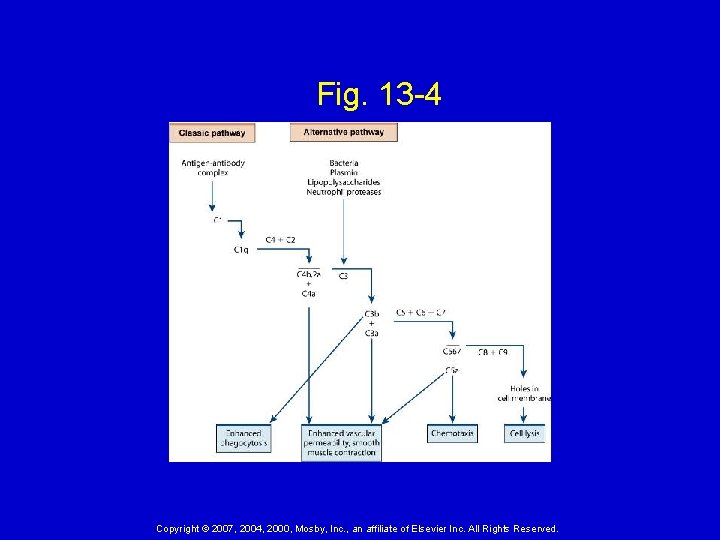 Fig. 13 -4 Copyright © 2007, 2004, 2000, Mosby, Inc. , an affiliate of