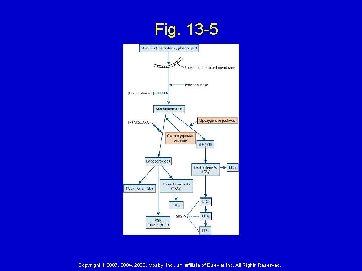 Fig. 13 -5 Copyright © 2007, 2004, 2000, Mosby, Inc. , an affiliate of