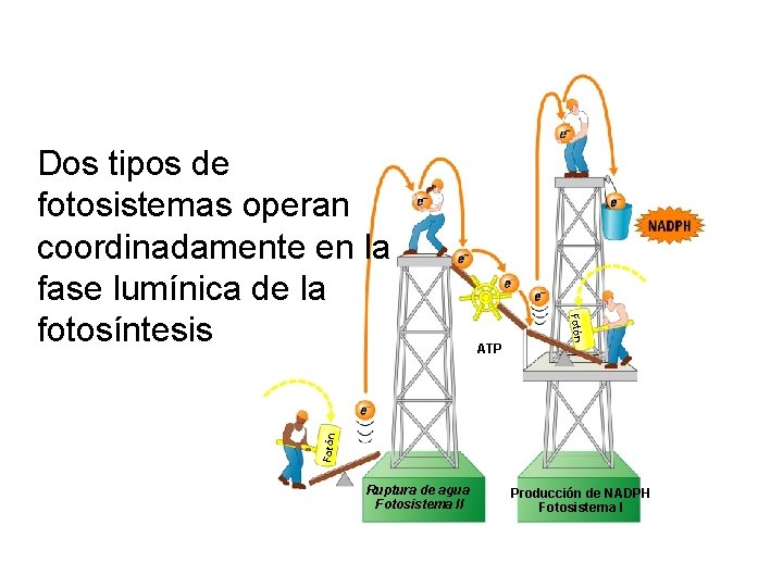 Fotón ATP Fotón Dos tipos de fotosistemas operan coordinadamente en la fase lumínica de