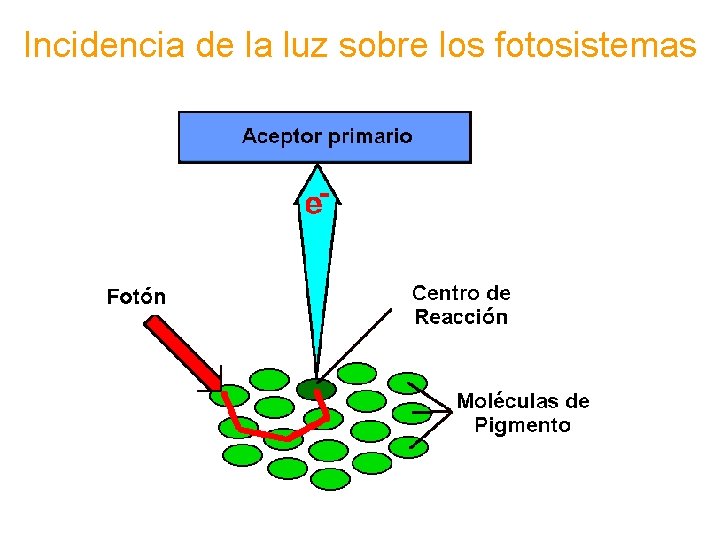 Incidencia de la luz sobre los fotosistemas 