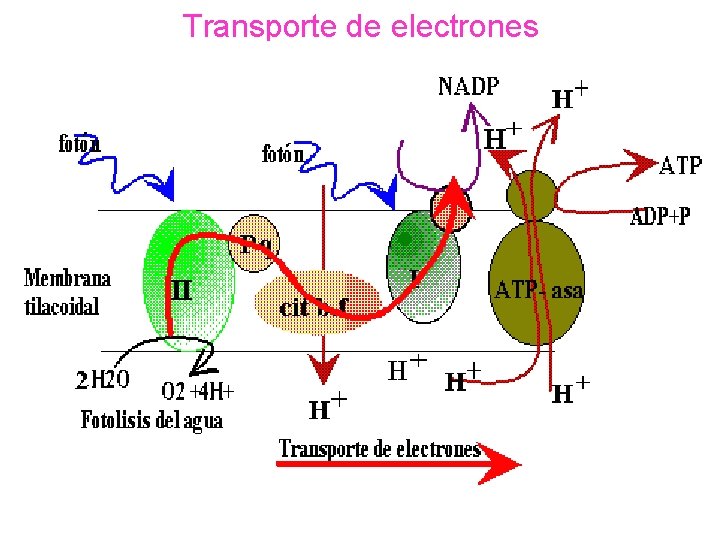 Transporte de electrones 