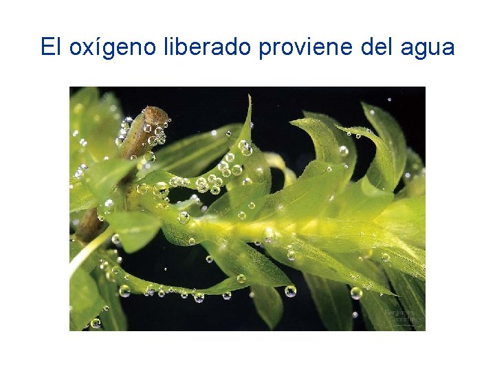 El oxígeno liberado proviene del agua 