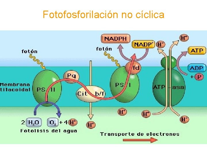 Fotofosforilación no cíclica 