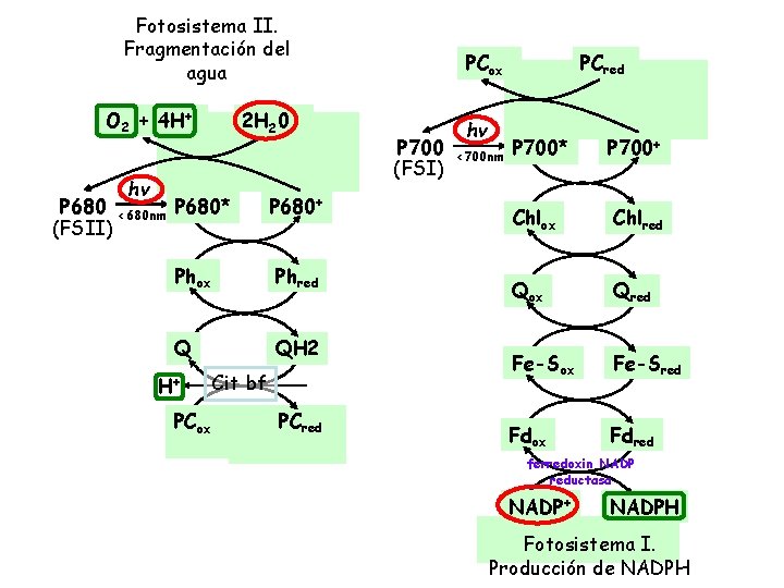 Fotosistema II. Fragmentación del agua O 2 + 4 H+ 2 H 20 hv