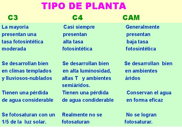 TIPO DE PLANTA C 3 C 4 CAM La mayoría presentan una tasa fotosintética