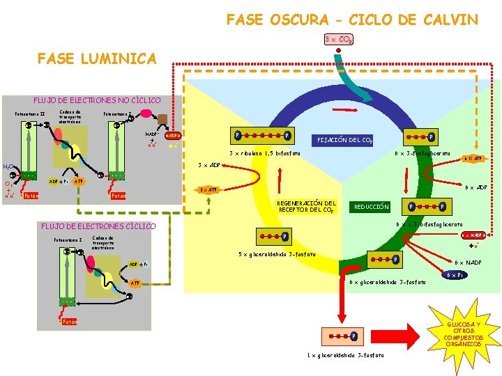 FASE OSCURA - CICLO DE CALVIN 3 x CO 2 FASE LUMINICA FLUJO DE