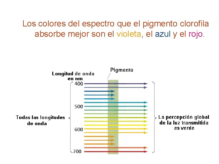 Los colores del espectro que el pigmento clorofila absorbe mejor son el violeta, el