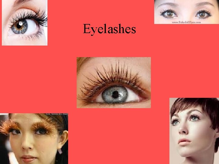 Eyelashes Eyelashes