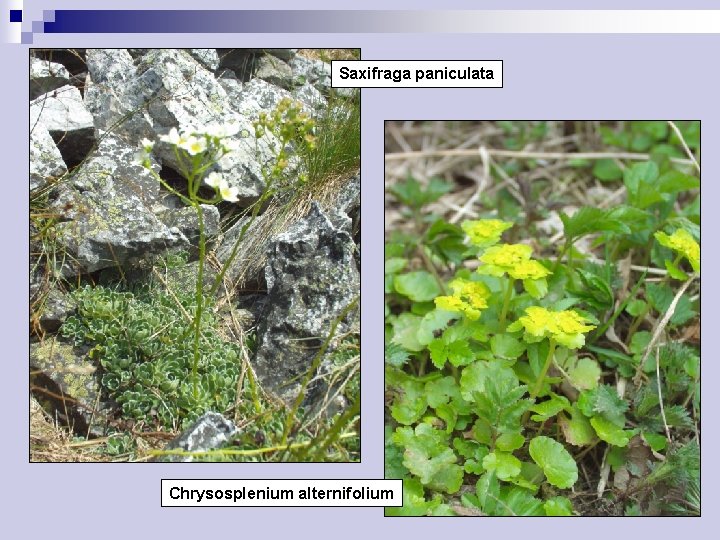 Saxifraga paniculata Chrysosplenium alternifolium 