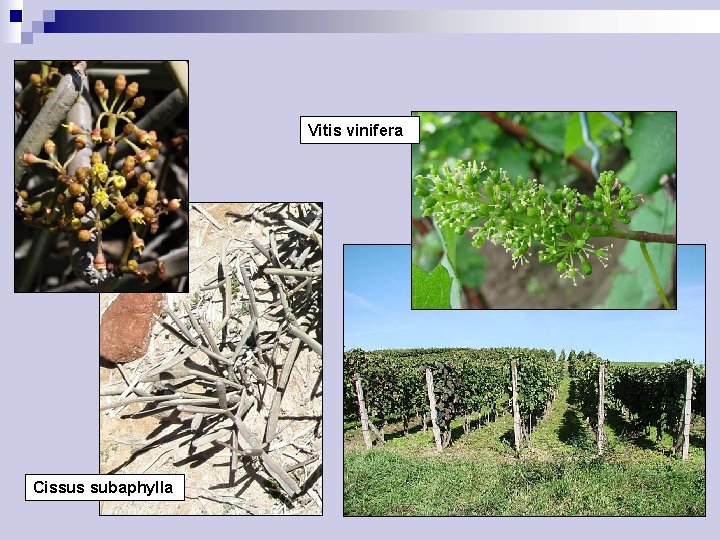 Vitis vinifera Cissus subaphylla 