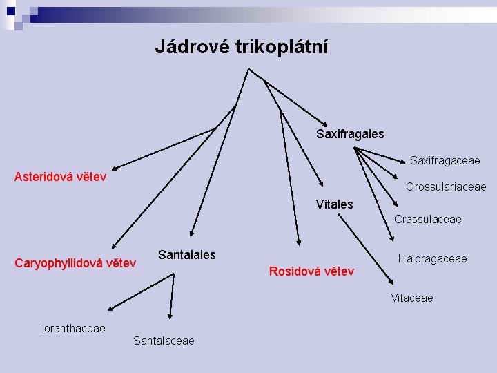 Jádrové trikoplátní Saxifragales Saxifragaceae Asteridová větev Grossulariaceae Vitales Crassulaceae Caryophyllidová větev Santalales Rosidová větev