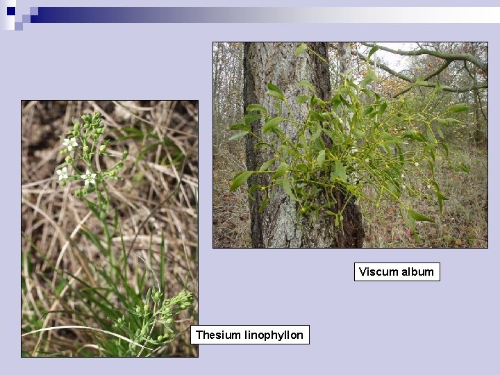 Viscum album Thesium linophyllon 