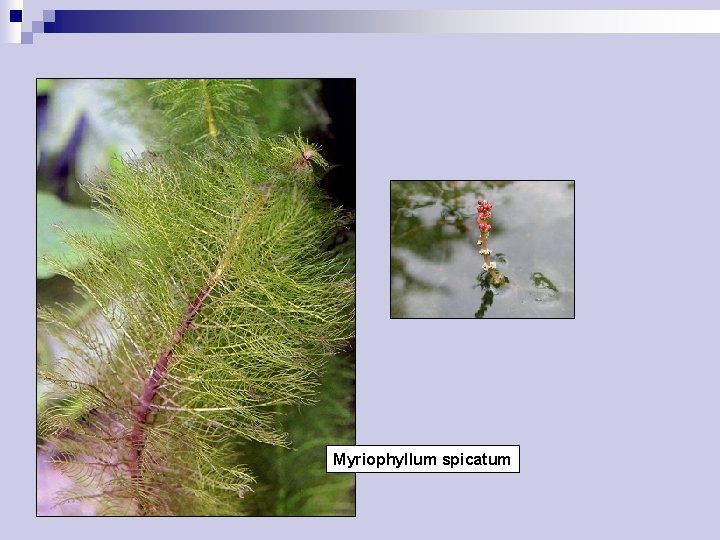 Myriophyllum spicatum 