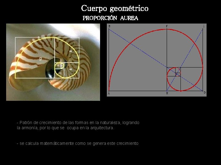 Cuerpo geométrico PROPORCIÓN AUREA - Patrón de crecimiento de las formas en la naturaleza,