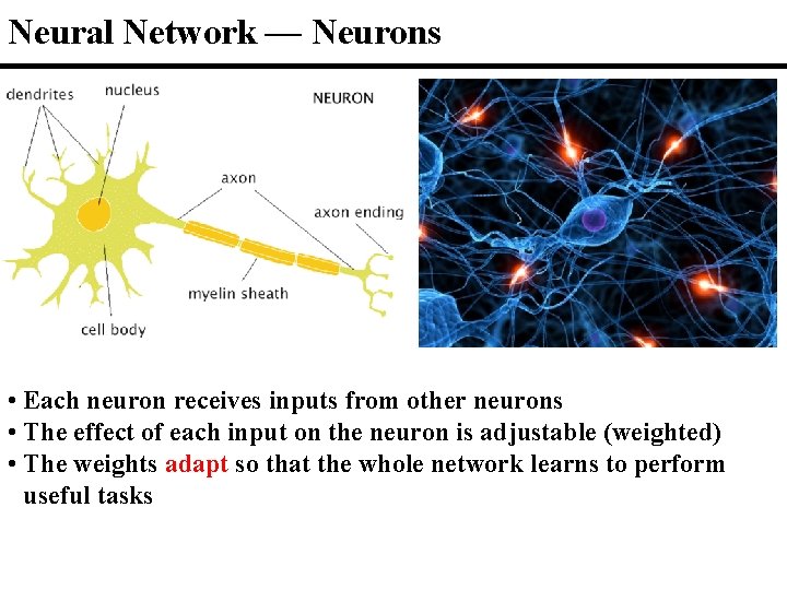 Neural Network — Neurons • Each neuron receives inputs from other neurons • The