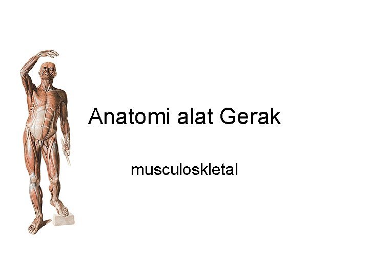 Anatomi alat Gerak musculoskletal Anatomi alat Gerak musculoskletal