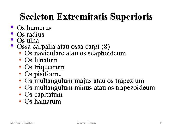 Sceleton Extremitatis Superioris • Os humerus • Os radius • Os ulna • Ossa Sceleton Extremitatis Superioris • Os humerus • Os radius • Os ulna • Ossa