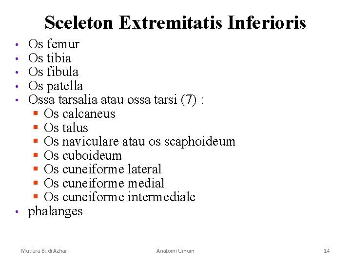 Sceleton Extremitatis Inferioris • • • Os femur Os tibia Os fibula Os patella Sceleton Extremitatis Inferioris • • • Os femur Os tibia Os fibula Os patella