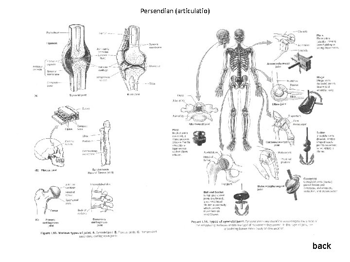 Persendian (articulatio) back Persendian (articulatio) back