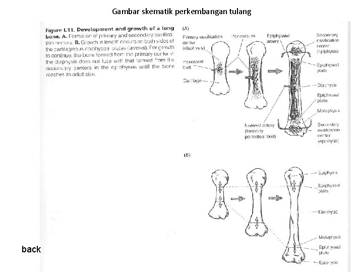 Gambar skematik perkembangan tulang back Gambar skematik perkembangan tulang back