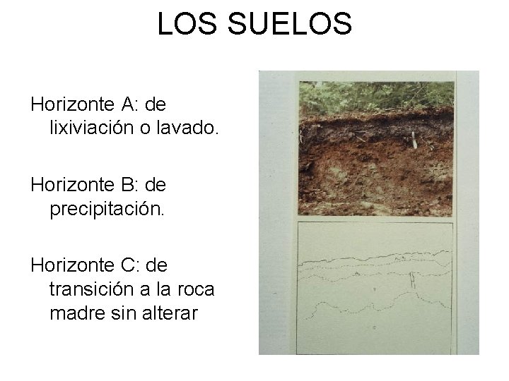LOS SUELOS Horizonte A: de lixiviación o lavado. Horizonte B: de precipitación. Horizonte C: