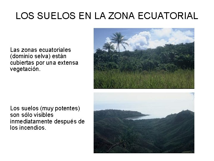 LOS SUELOS EN LA ZONA ECUATORIAL Las zonas ecuatoriales (dominio selva) están cubiertas por