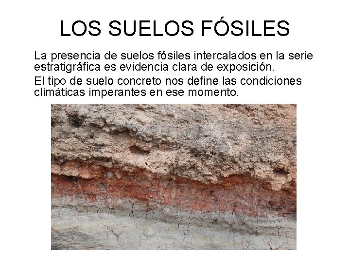 LOS SUELOS FÓSILES La presencia de suelos fósiles intercalados en la serie estratigráfica es