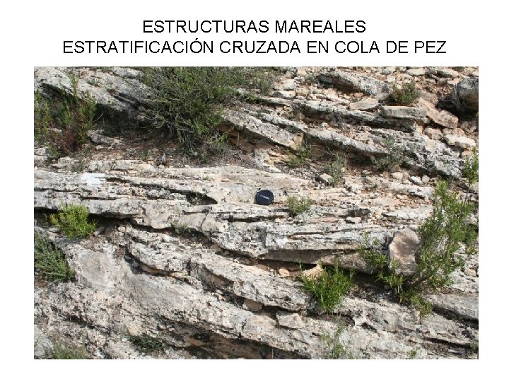 ESTRUCTURAS MAREALES ESTRATIFICACIÓN CRUZADA EN COLA DE PEZ 
