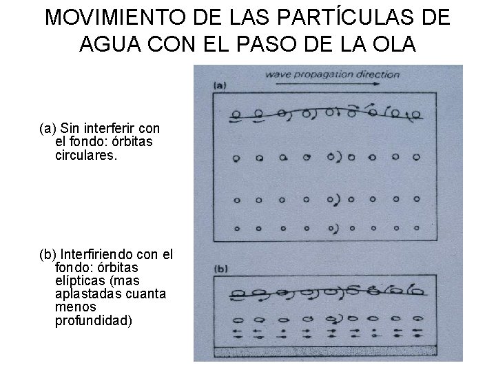 MOVIMIENTO DE LAS PARTÍCULAS DE AGUA CON EL PASO DE LA OLA (a) Sin