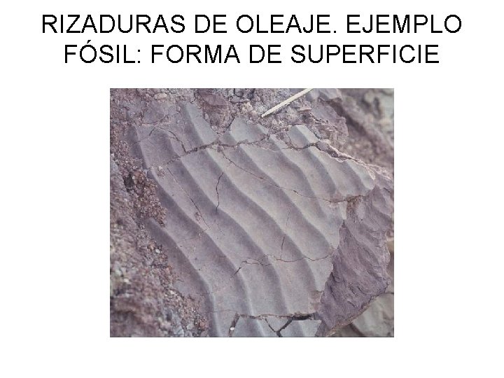 RIZADURAS DE OLEAJE. EJEMPLO FÓSIL: FORMA DE SUPERFICIE 