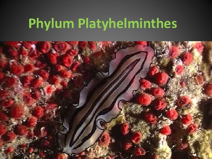 Phylum Platyhelminthes 