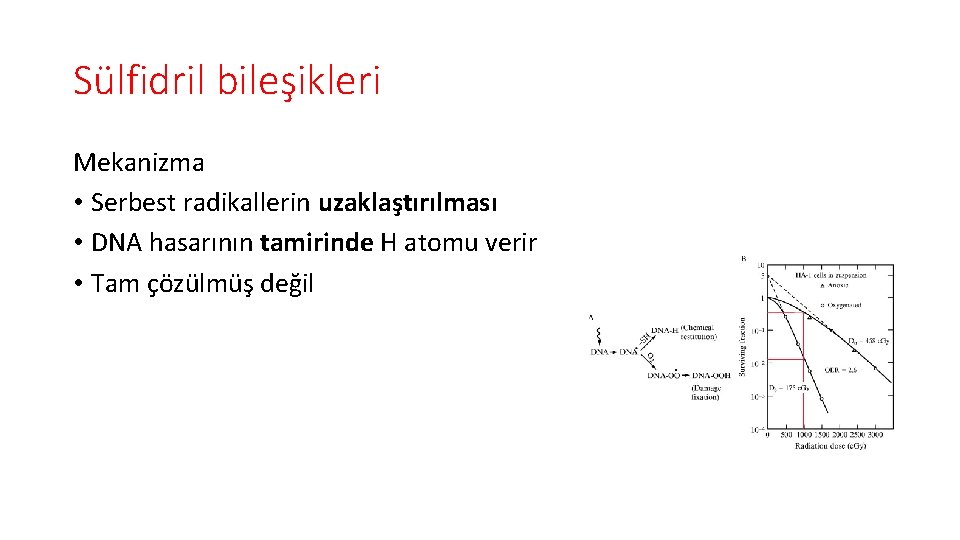 Sülfidril bileşikleri Mekanizma • Serbest radikallerin uzaklaştırılması • DNA hasarının tamirinde H atomu verir